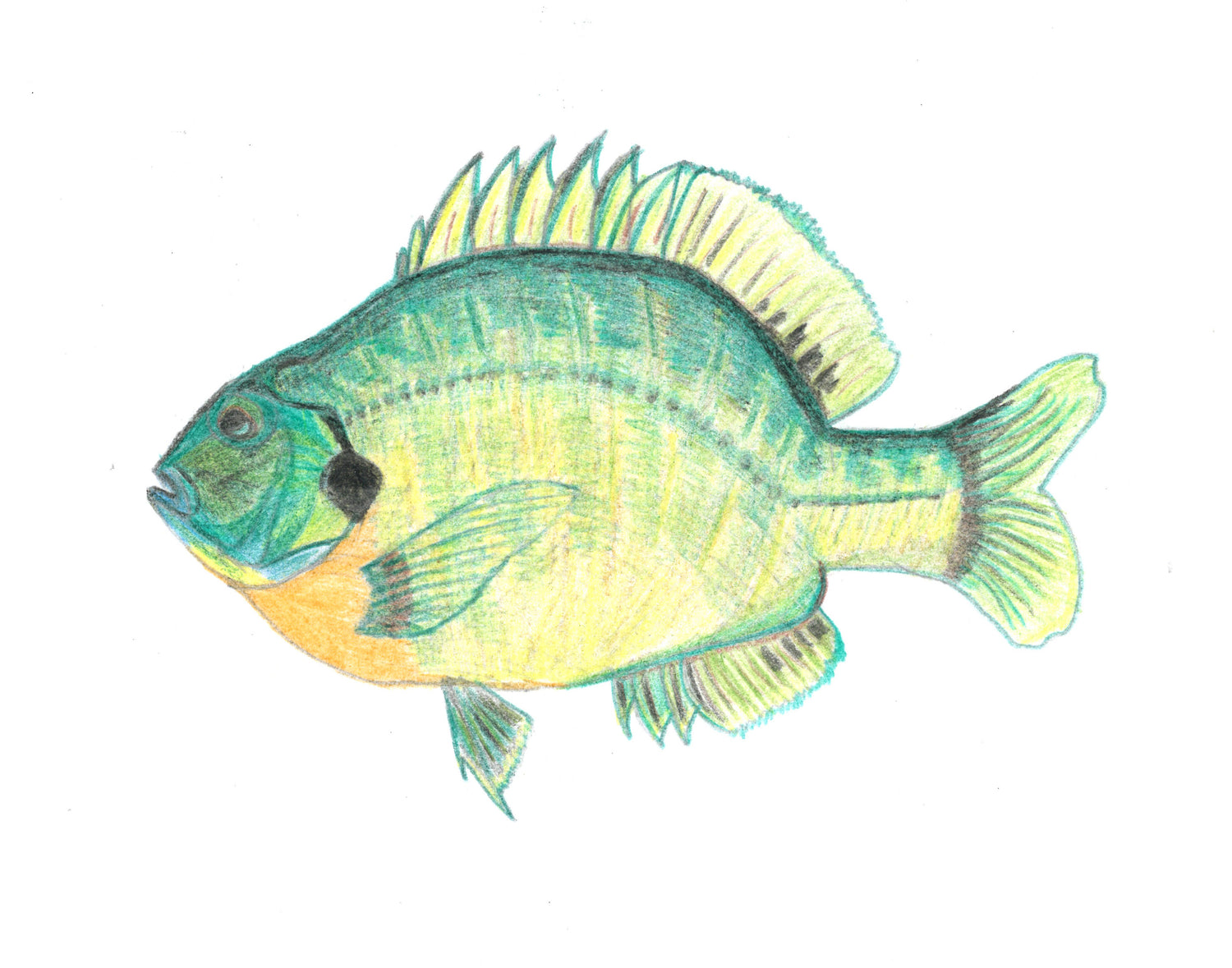 Dad's Favorite Fish Bluegill Sketch Art